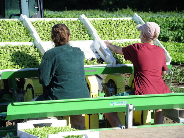 Zwei Personen, von hinten gesehen, sitzen auf einer landwirtschaftlichen Setzmaschine in einem Feld und pflanzen Setzlinge ein.