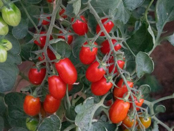 Produktfoto zu Jungpflanzen Datteltomate Datella