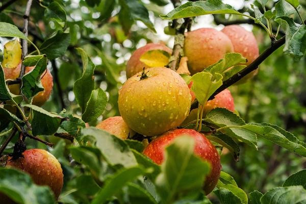 Produktfoto zu Apfel Schweizer Orangenapfel - alte Sorte