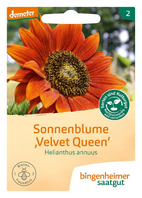 Produktfoto zu Saatgut Sonnenblume Velvet Queen