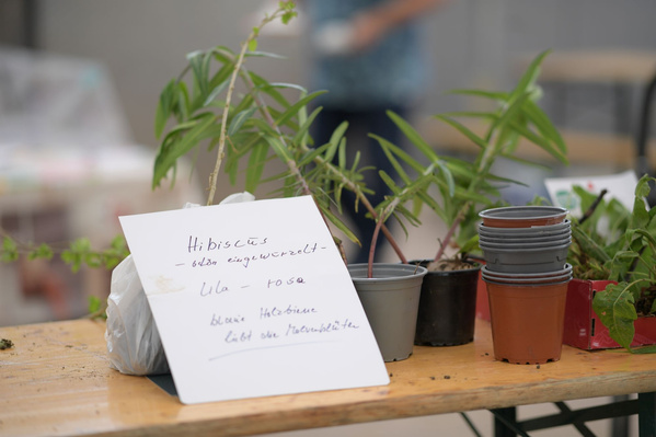 Eine Nahaufnahme von jungen Pflanzen in kleinen Töpfen, die auf einem Holztisch stehen. Daneben ist ein handgeschriebenes Schild mit unleserlichem Text zu sehen.