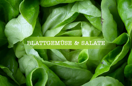 Frische grüne Blätter von Salat, eng aneinanderliegend – Kategorie: Blattgemüse und Salate