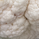 Ein runder Ausschnitt eines Blumenkohlkopfes, dessen Oberfläche eine leicht haarige oder flaumige Textur aufweist, mit der Beschriftung 'Haariger Blumenkohl'.