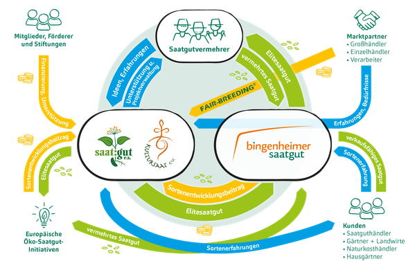 Ein kreisförmiges Diagramm oder Flussdiagramm mit der Überschrift "Ein Schaubild erklärt den Prozess: Der Aufbau des Initiativkreises" zu sehen, das verschiedene Aspekte und Akteure der Saatgutproduktion und -verteilung miteinander verbindet, wie zum Beispiel "biologisch-dynamische Pflanzenzüchtung" und "Bingenheimer Saatgut".