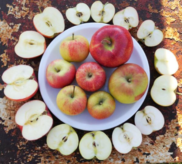 Produktfoto zu Apfel der Woche