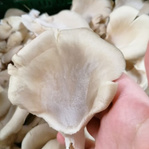 Ein runder Ausschnitt, der die hellen, fächerförmigen Köpfe von Austernpilzen zeigt, einer davon wird von einer Hand gehalten, mit der Beschriftung 'Austernpilze mit weißem Flaum'.