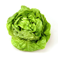 Ein frischer Kopfsalat auf weißem Hintergrund.