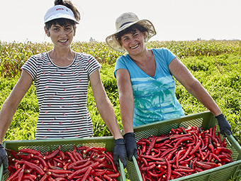 Zwei Personen mit Hüten bei der Ernte von roten Chilis.