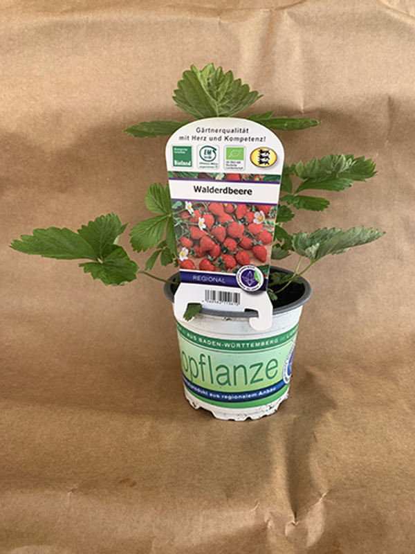 Produktfoto zu Jungpflanzen Walderdbeere im Topf