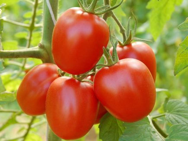 Produktfoto zu Jungpflanzen Romatomate Quadro