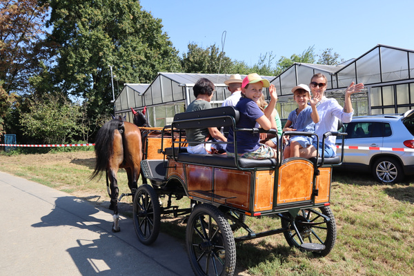 Mehrere Personen sitzen in einem historischen, hölzernen Fuhrwerk, das von einem Pferd gezogen wird. Das Fuhrwerk fährt auf einem Weg und im Hintergrund sind Gewächshäuser und grüne Vegetation zu sehen.