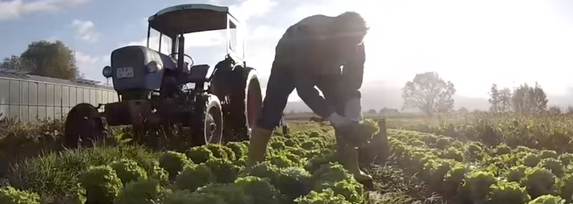 Eine Person in Gummistiefeln beugt sich in einem Gemüsefeld, um Salatköpfe zu ernten. Der Großteil der Person ist von den Salatpflanzen verdeckt. Im Hintergrund steht ein Traktor und im Gegenlicht der Sonne sind ein Gewächshaus und Bäume am Horizont zu erkennen.