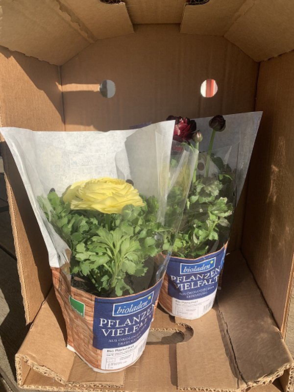 Produktfoto zu Ranunkel im Topf