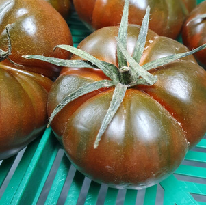 Mehrere dunkle, bräunlich-rote Tomaten mit deutlichem Grünkargen und Stielansätzen, beschriftet mit 'Tomaten'.