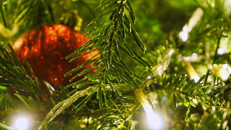 Bio-Weihnachtsbäume