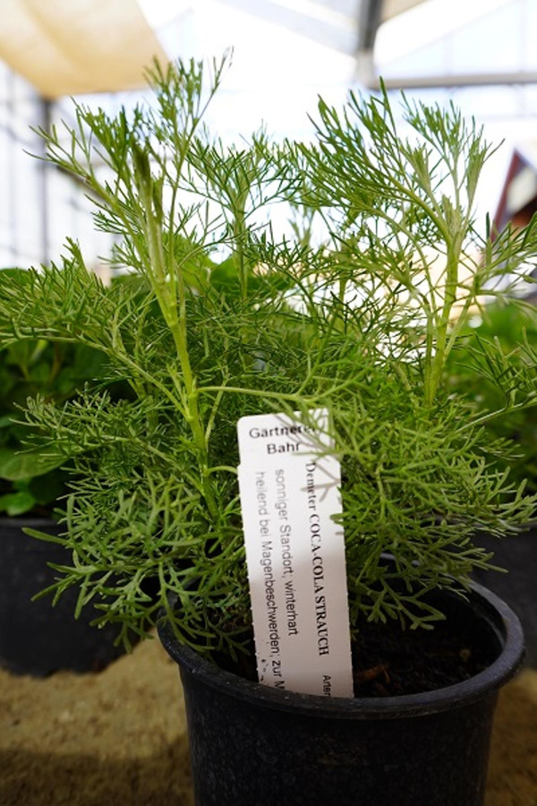 Produktfoto zu Kräuter Topf Coca-Cola Strauch (Eberraute)