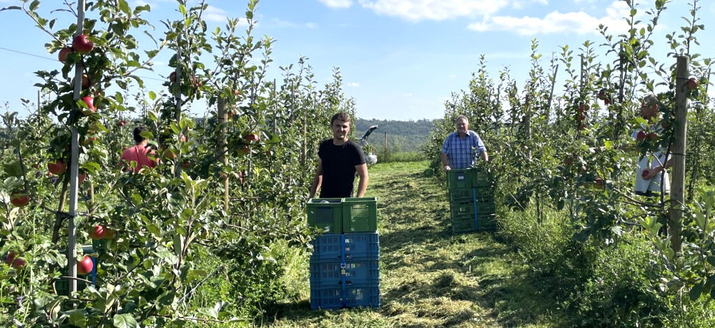  Zwei Männer ernten Äpfel in einem Obstgarten unter einem sonnigen Himmel. Der Mann im Vordergrund trägt ein dunkles T-Shirt und steht neben einem Stapel grüner Kisten. Weiter hinten ist ein weiterer Mann in einem karierten Hemd zu sehen, der ebenfalls mit Kisten arbeitet. Die Apfelbäume sind mit roten Äpfeln behangen und zwischen den Baumreihen ist gemähter Rasen.