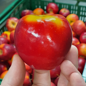 Nahaufnahme einer Hand, die einen leuchtend roten Apfel mit gelben Akzenten hält, vor einem unscharfen Hintergrund weiterer Äpfel, beschriftet mit 'Äpfel'.