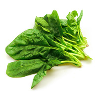 Ein Bund frischer grüner Spinatblätter auf weißem Hintergrund.