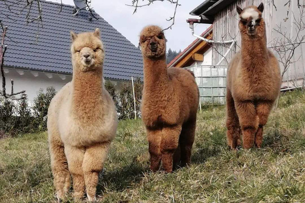 Drei Alpakas stehen auf einer grünen, leicht abfallenden Wiese. Das Alpaka links hat hellbraunes Fell, die beiden anderen sind dunkelbraun. Im Hintergrund ist ein Haus mit einem dunklen Dach zu sehen.