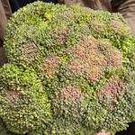 Ein runder Ausschnitt, der die Oberfläche eines Brokkoli-Kopfes zeigt, dessen grüne Röschen stellenweise eine gelbliche Verfärbung aufweisen, mit der Beschriftung 'Gelbfärbung'.