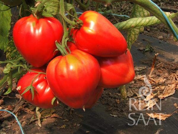 Produktfoto zu Jungpflanzen Fleischtomate Ochsenherz