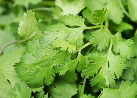 Frische grüne Korianderblätter in Nahaufnahme.