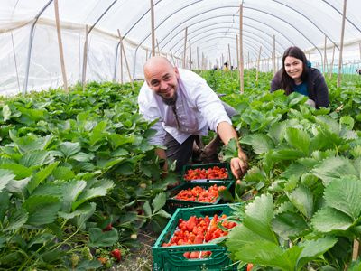 Zwei Personen stehen in einem Gewächshaus zwischen Tomatenpflanzen und Kisten voller geernteter Tomaten.