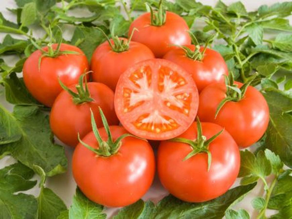 Produktfoto zu Jungpflanzen Fleischtomate Berner Rose