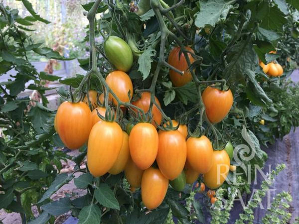 Produktfoto zu Jungpflanzen Cocktailtomate Blush Tiger