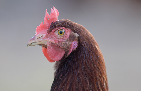 Das Porträt eines braunen Huhns mit einem roten Kamm und einer roten Kehllappen, das direkt in die Kamera blickt. Der Hintergrund ist unscharf.