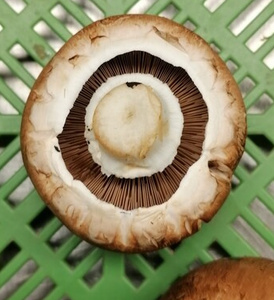 Ein hellbrauner Champignon mit deutlich sichtbaren, geöffneten Lamellen auf der Unterseite, beschriftet mit 'Pilze'.